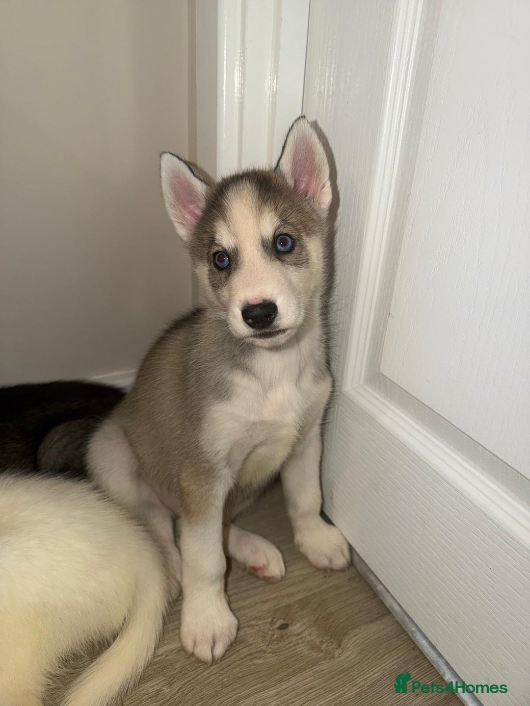 Siberian Husky dogs for sale: 3 x Siberian husky puppies  - Image 21