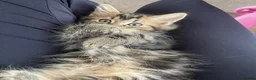 Mixed Breed cats for sale: Turkish Agura mix kitten  - Advert 11