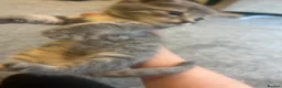 Mixed Breed cats for sale: Gray silver and tabby kittens for sale! - Advert 31