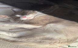 Ragdoll cats for sale: Ragdoll kitten - Image 7