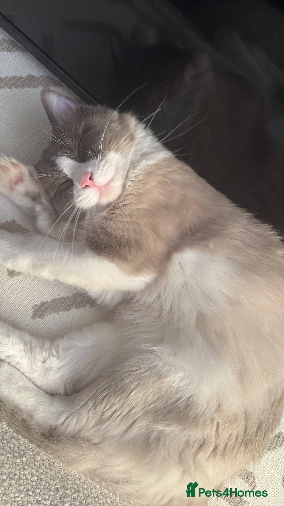 Ragdoll cats for sale: Ragdoll kitten - Image 7