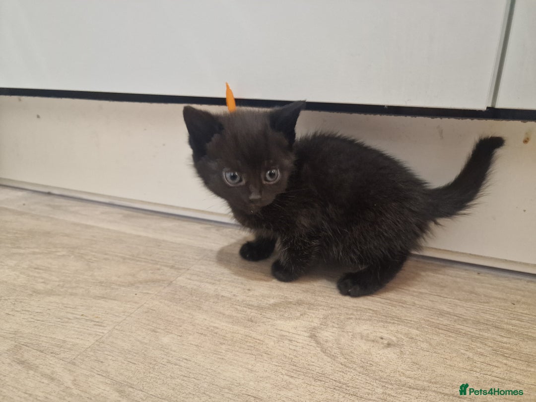 British Shorthair cats for sale: British shorthair x tabby kittens - Advert 1