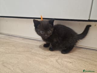 British Shorthair cats British shorthair x tabby kittens - Advert 5