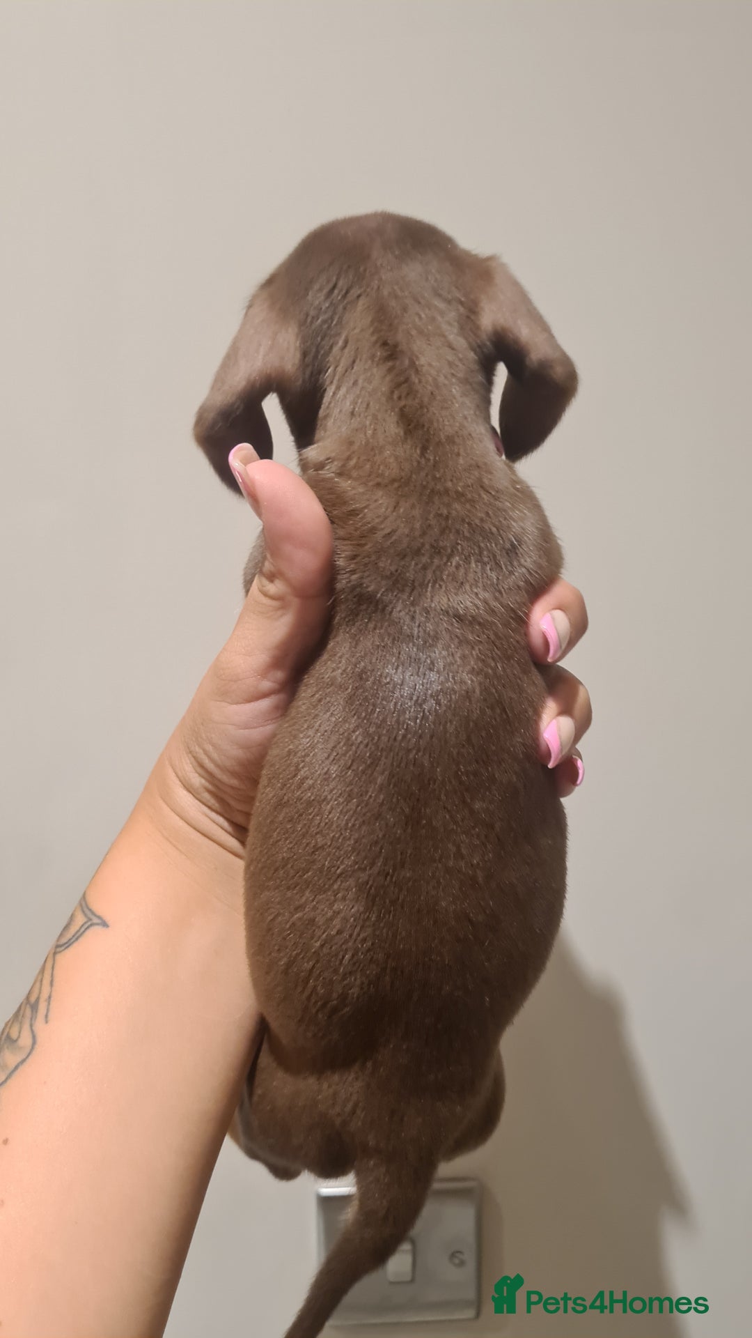 Miniature Dachshund dogs for sale: Smooth haired daxies available 3boys 3 girls - Image 10