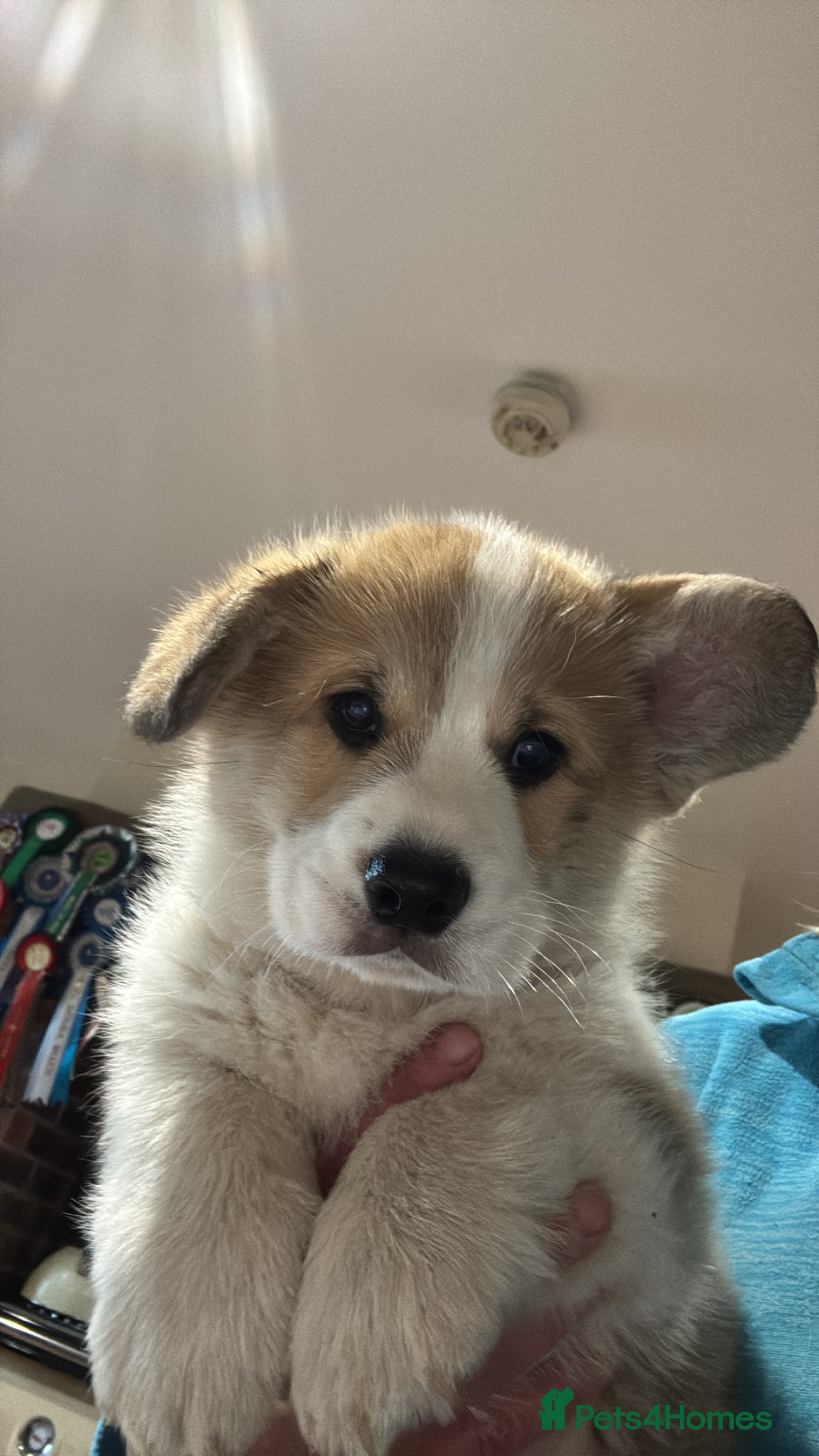Welsh Corgi Pembroke dogs Pembroke corgi boys  - Advert 2