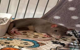 Rat rodents for sale: Baby Female Fancy Rats for Re-homing 🐀 - Advert 5