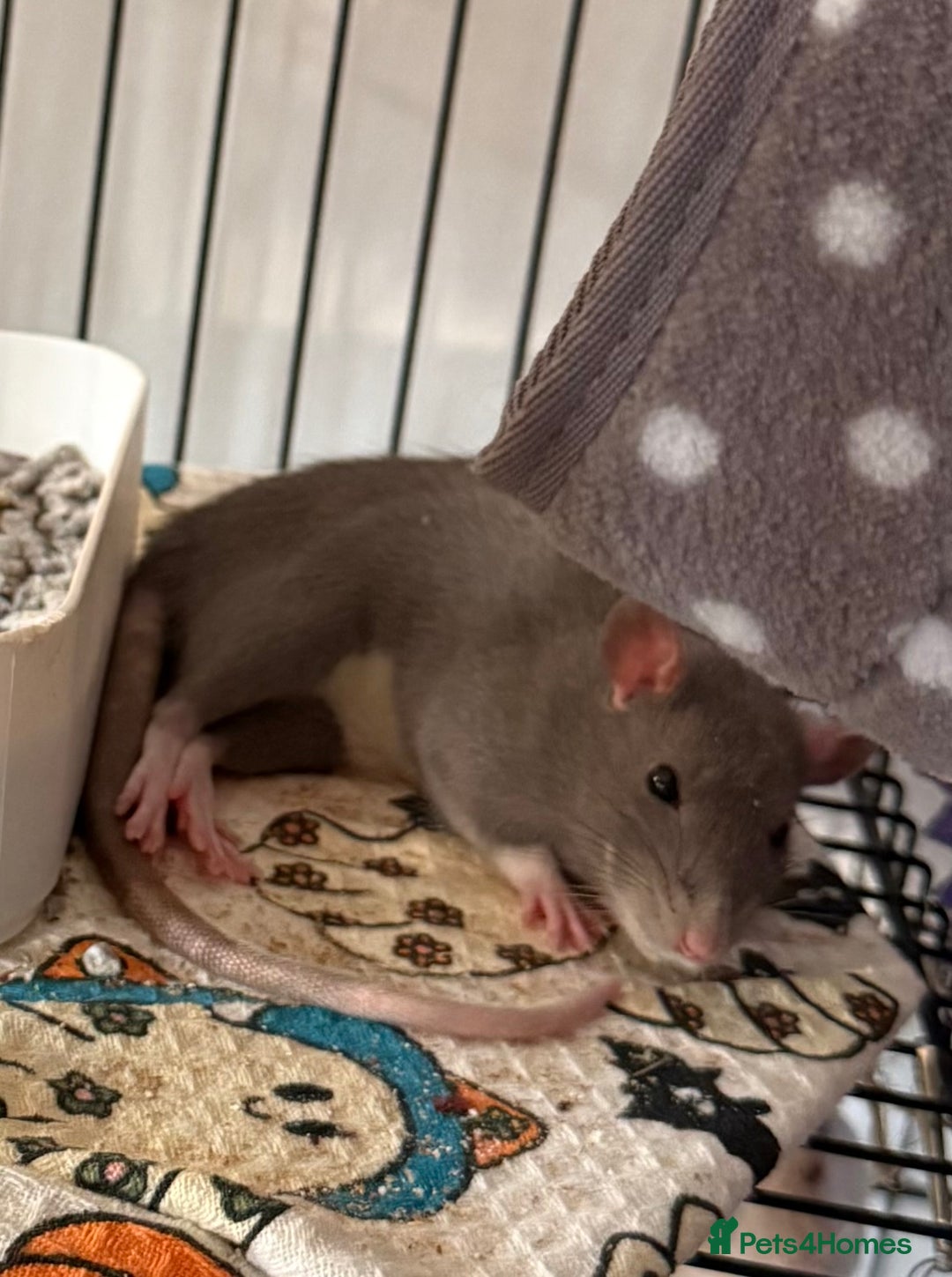 Rat rodents for sale: Baby Female Fancy Rats for Re-homing 🐀 - Advert 5