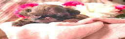 Shih Tzu dogs for sale: Stunning, chocolate KC reg tiny imperial shih tzu  - Advert 17