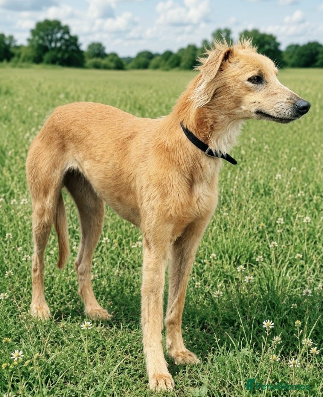 Lurcher dogs Lurcher pup  - Advert 1