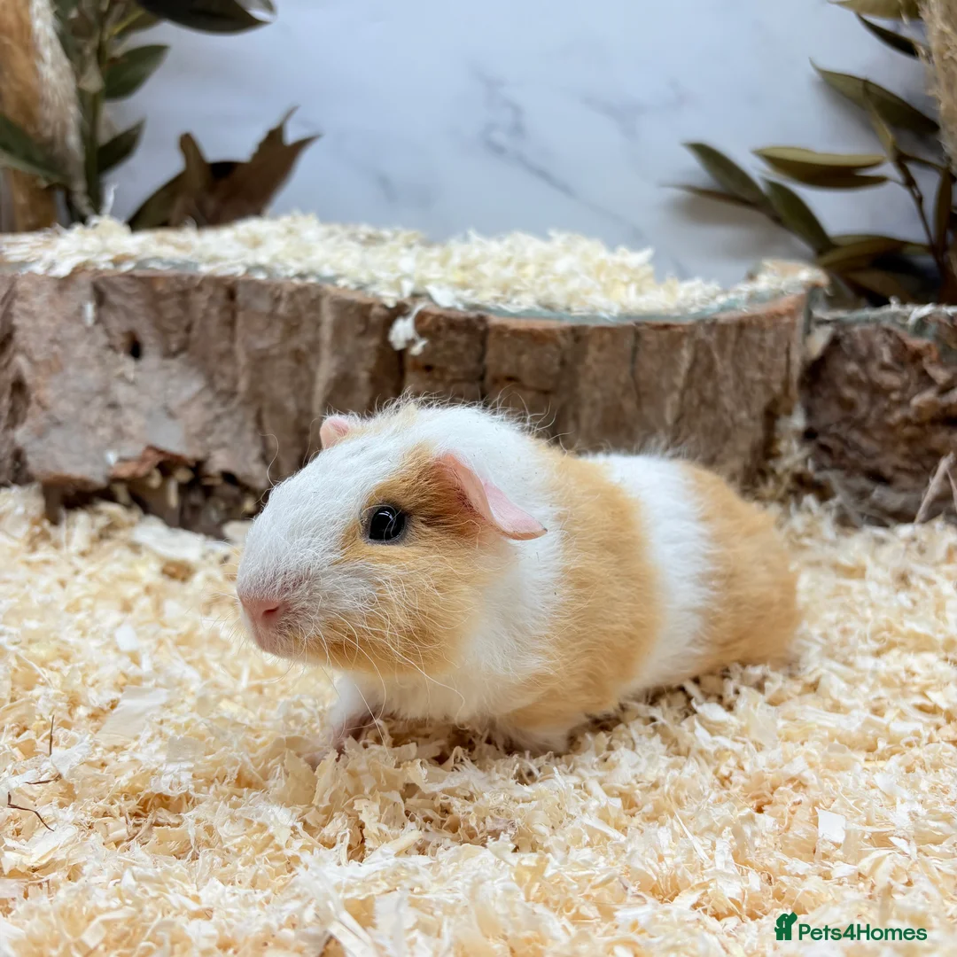 Guinea Pig rodents for sale: Lakeland Guinea Pigs Available 🩵 - Advert 3