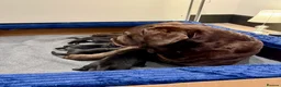 Labrador Retriever dogs for sale: Gorgeous Black Labrador Puppies  in Banstead - Advert 2
