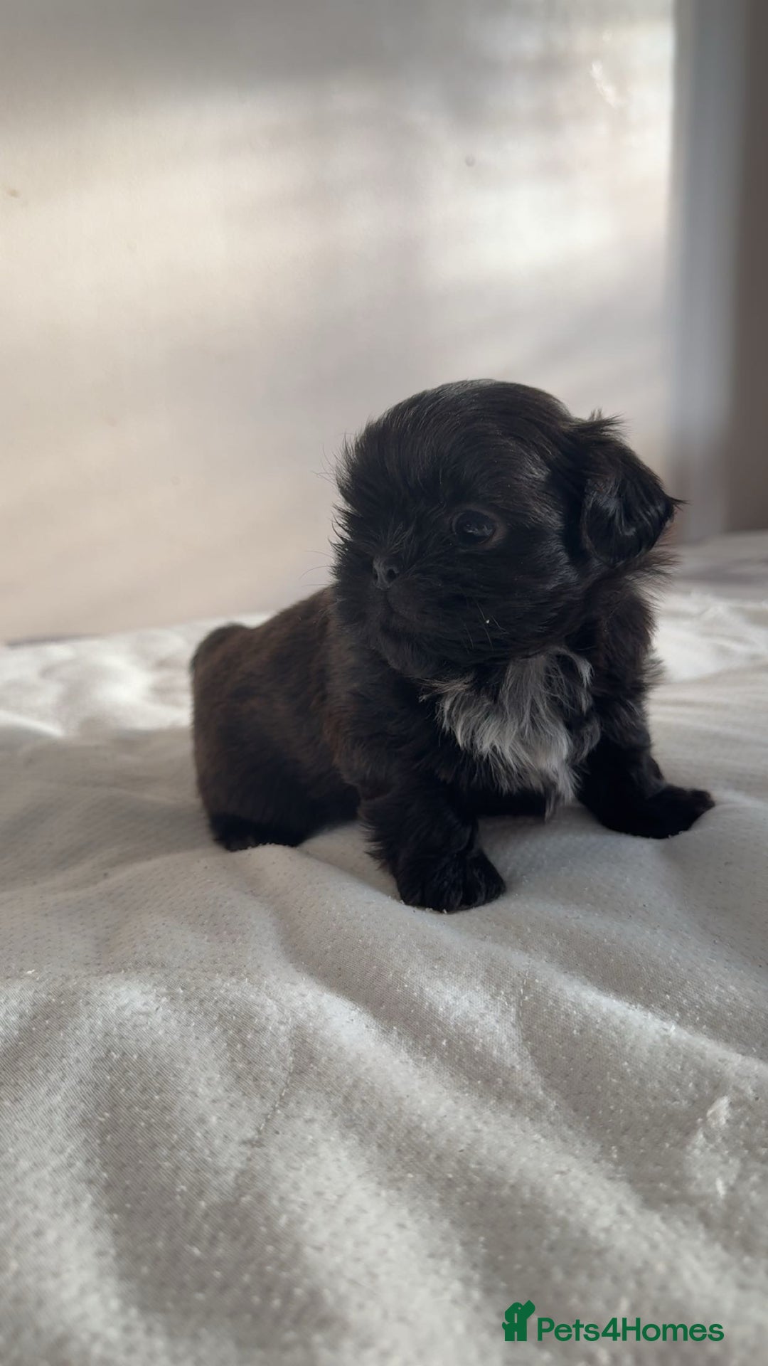 Shih Tzu dogs for sale: Tri-Colour KC Imperial Shih Tzu Puppies - Advert 11