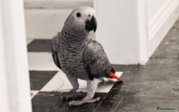 Parrots birds for sale: Adorable Talking African Grey Parrots for Sale - Image 3