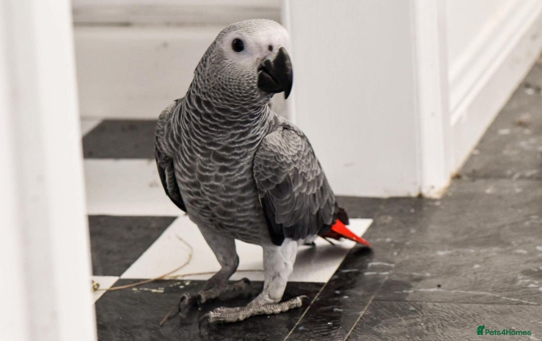 Parrots birds for sale: Adorable Talking African Grey Parrots for Sale - Image 3