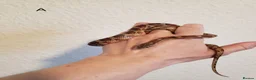 Corn Snake reptiles for sale: Juvenile corn snakes in Doncaster - Advert 2