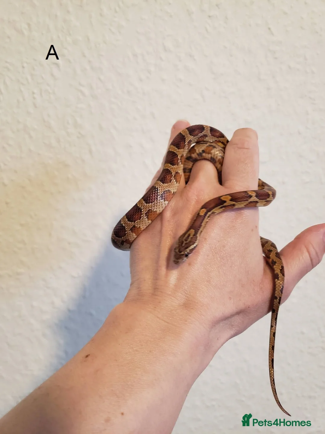 Corn Snake reptiles for sale: Juvenile corn snakes in Doncaster - Advert 2