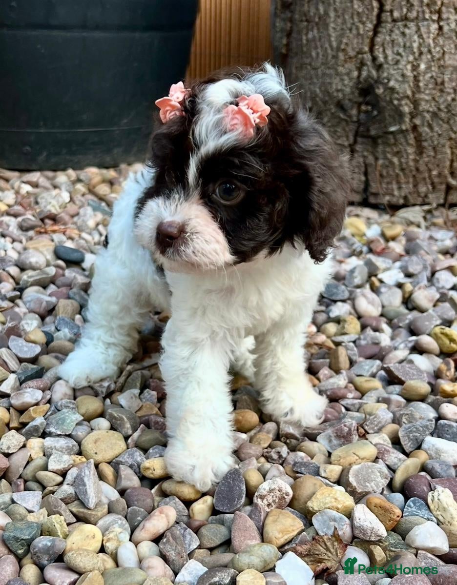 Cavapoo dogs for sale: Toy Cavapoo from health tested parents, LAST ONE! - Advert 1