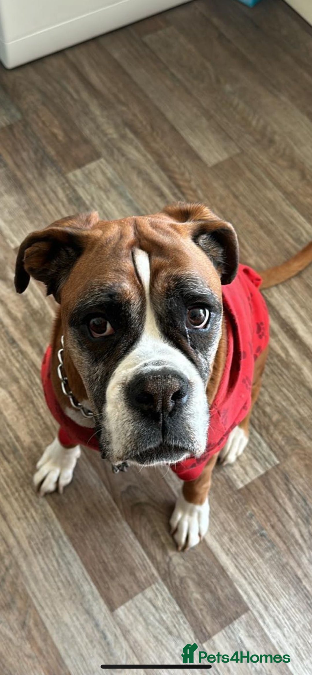 Boxer dogs for sale: Bonnie - Image 4
