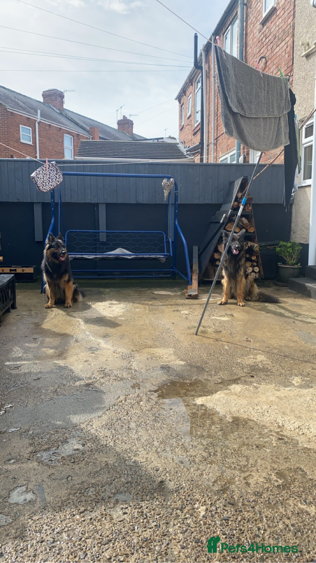 German Shepherd dogs for sale: beautiful long haired working german shepards - Image 15