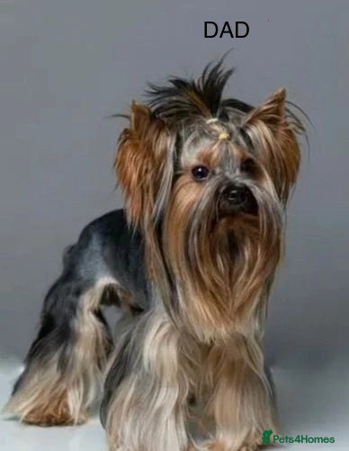 Yorkshire Terrier dogs for sale:  KC Registered Yorkshire Terrier Puppies  - Advert 15