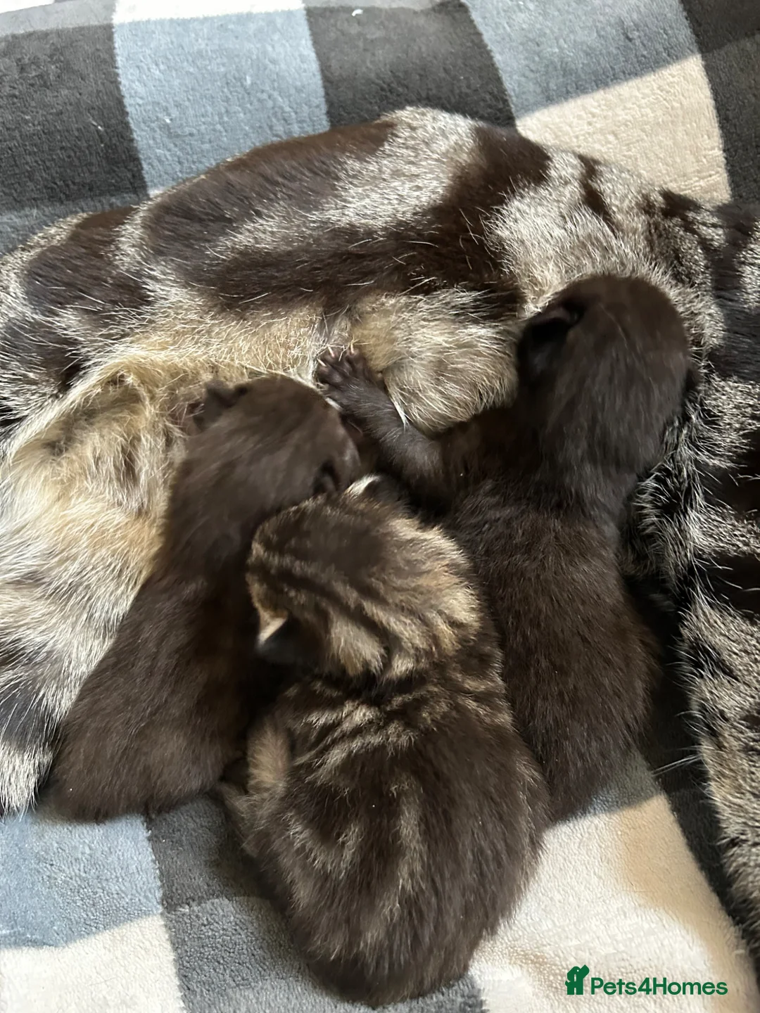 Mixed Breed cats for sale: Mixed breed kittens  - Advert 2