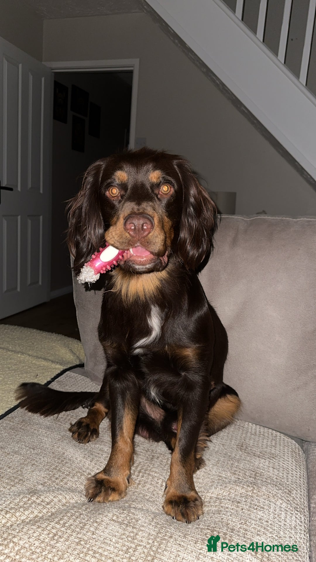 Cocker Spaniel dogs for stud: Handsome Chocolate and Tan WCS  - Image 1