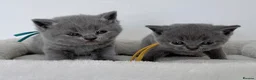 British Shorthair cats for sale: pure british shorthair kittens  - Advert 25
