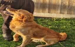 Golden Retriever dogs for sale: 🧡Beautiful Red Working golden retriever puppies🧡 - Image 9