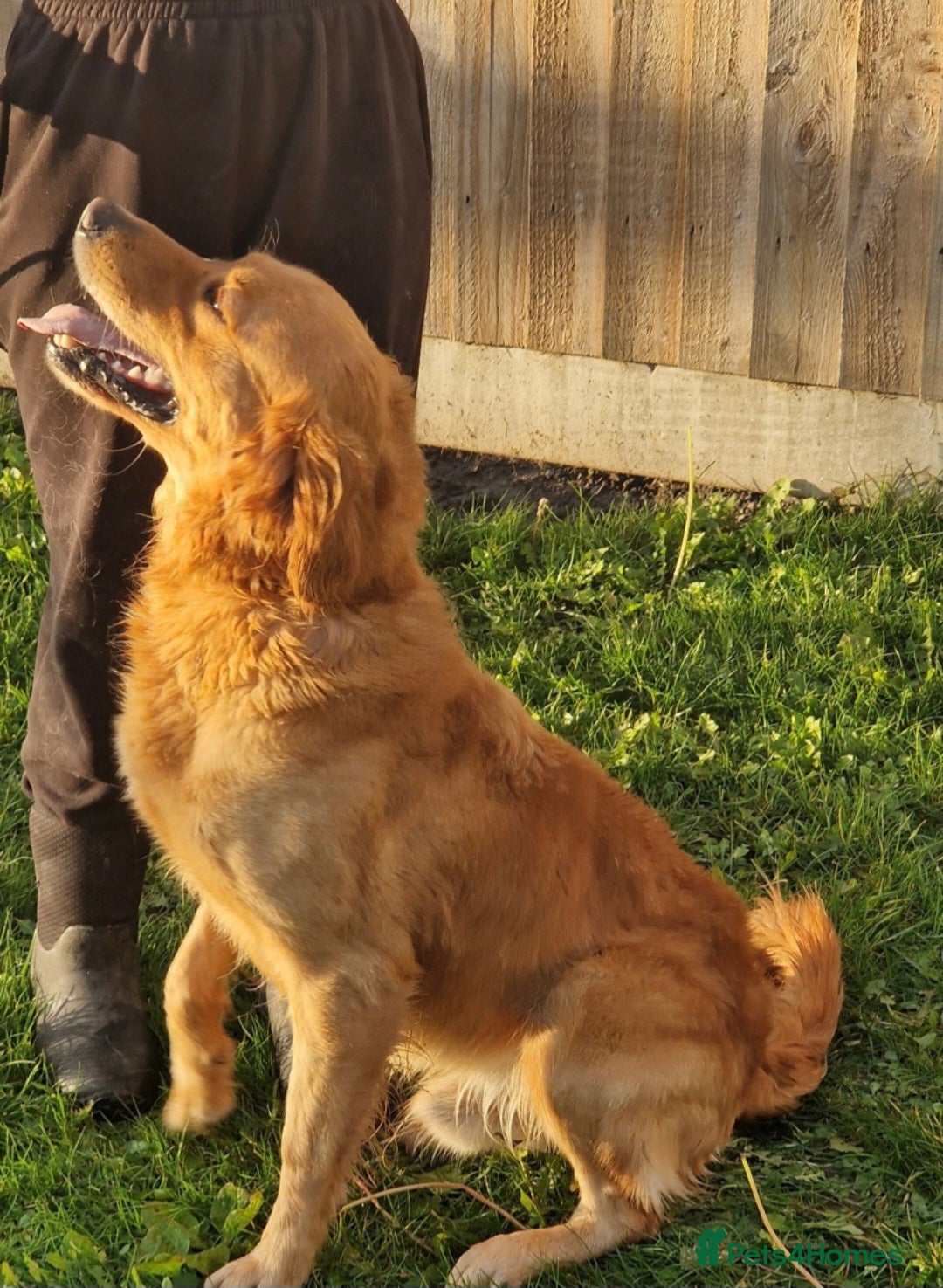 Golden Retriever dogs for sale: 🧡Beautiful Red Working golden retriever puppies🧡 - Image 9
