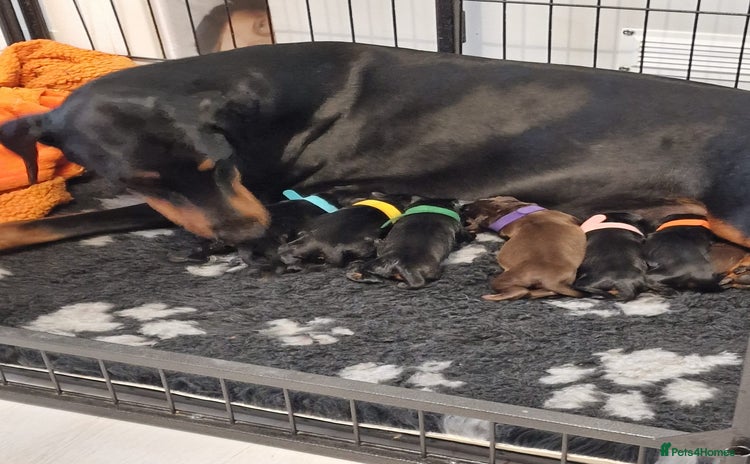Dobermann dogs - Advert 1