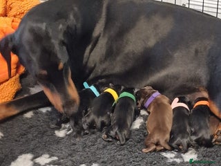 Dobermann dogs - Advert 28