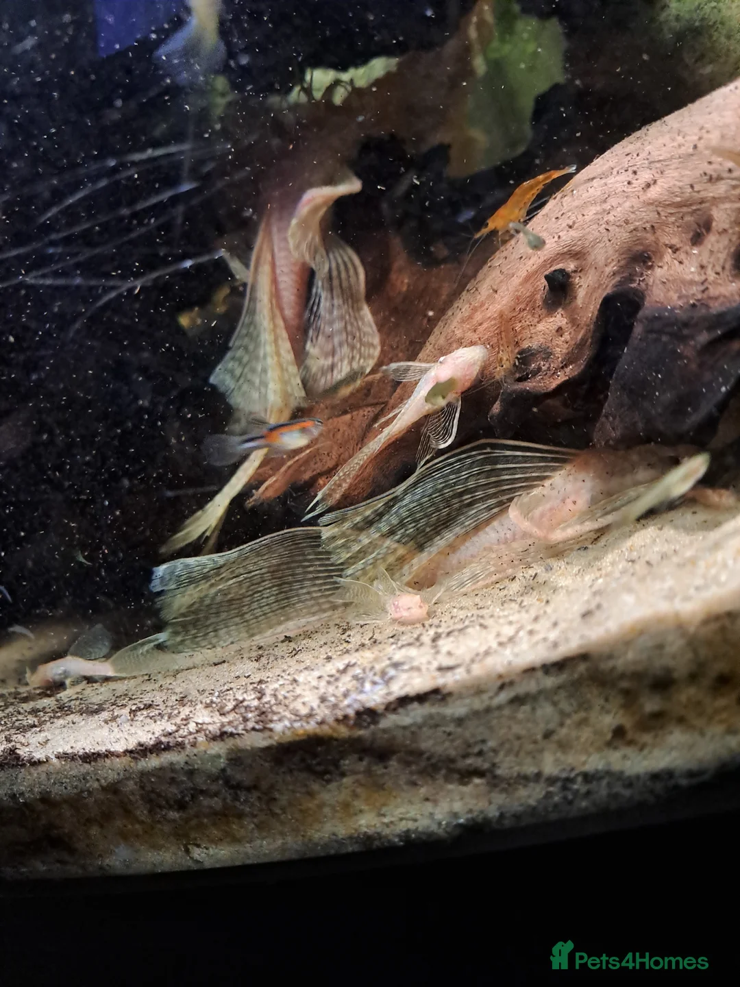 Plecos fish for sale: Endler guppies/Albino plecos - Advert 5