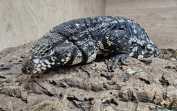 Lizard reptiles for sale: Red & white + Black & white Tegu in Gillingham - Image 6