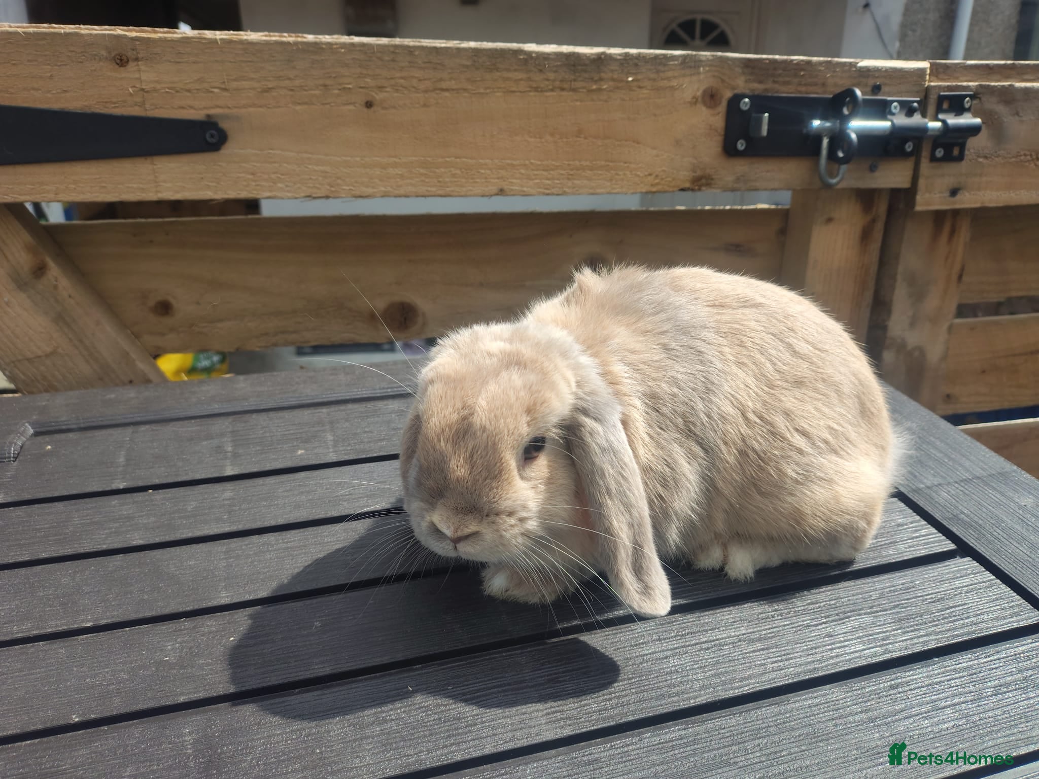 Mini Lop rabbits Gorgeous mini lops 12 weeks & 6 weeks - Advert 1