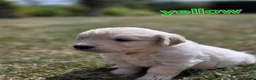 Golden Retriever dogs for sale: Gorgeous KC registered puppies for sale - Advert 12