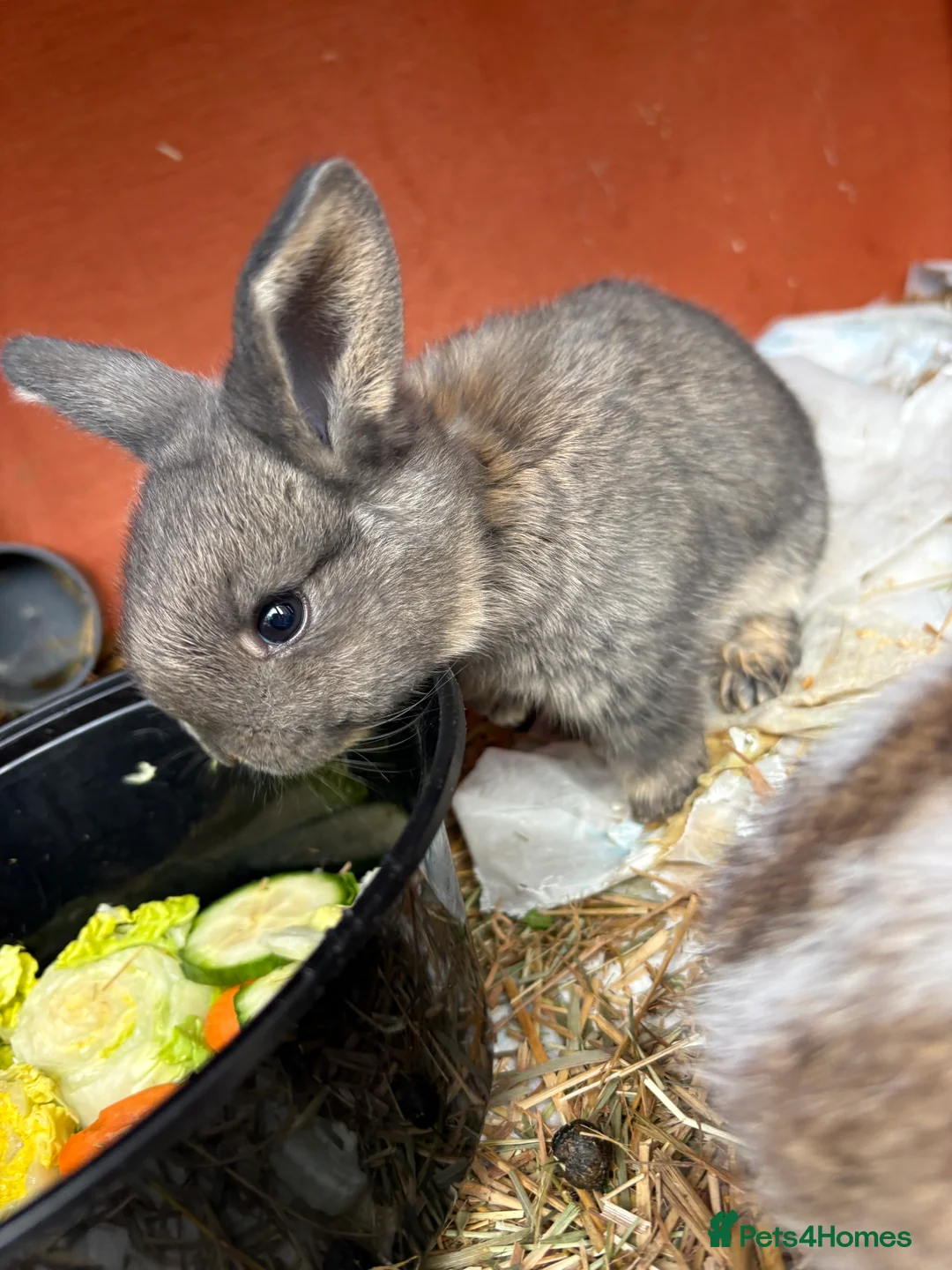 Mini Lop rabbits for sale: 7 Beautiful Mini Lops  - Advert 11