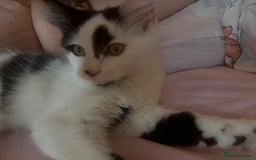 Mixed Breed cats for sale: Female Kitten - Image 3