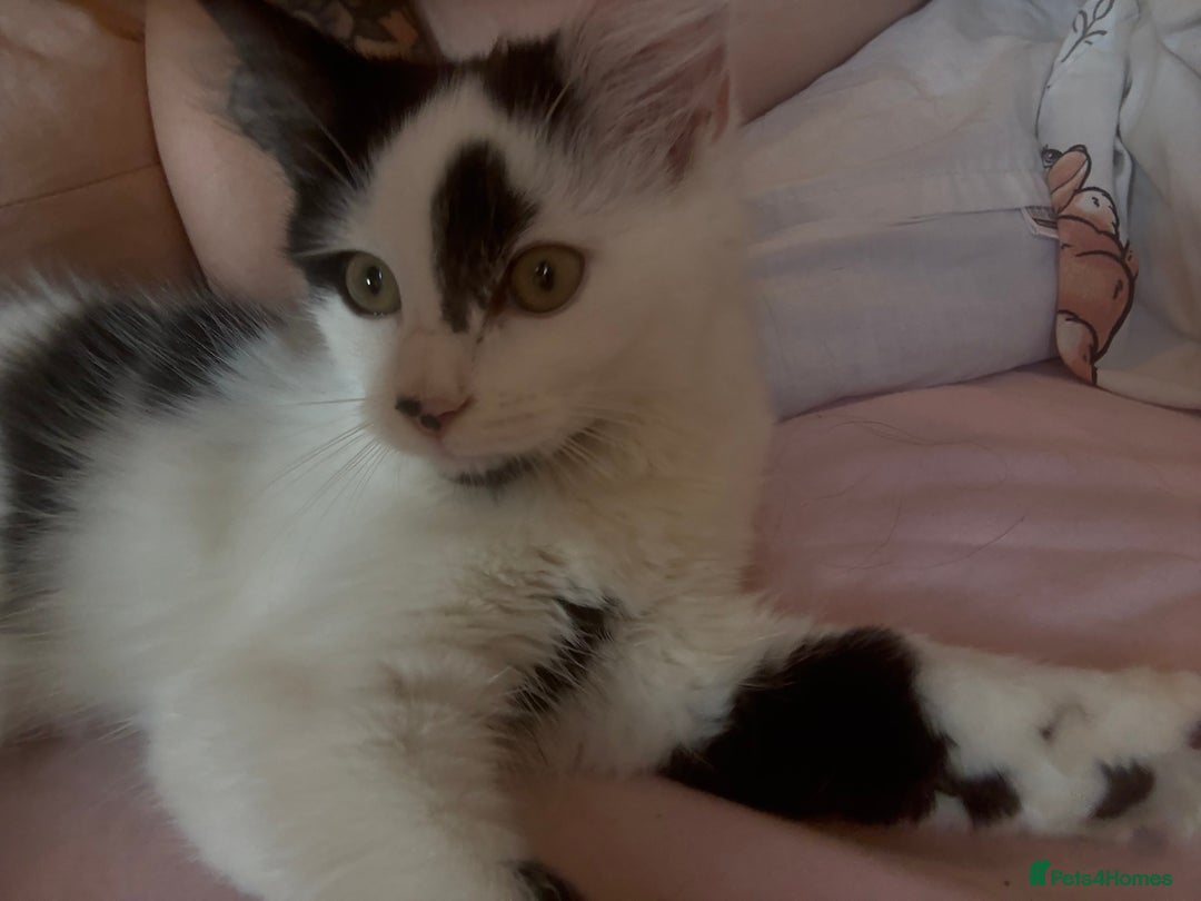 Mixed Breed cats for sale: Female Kitten - Image 3