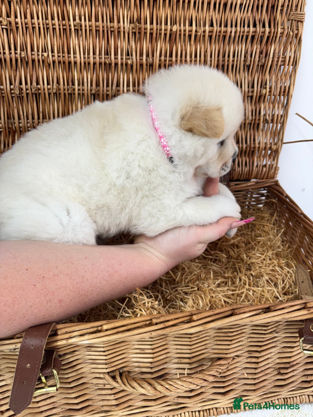 Chow Chow dogs for sale: 4 FEMALES POLAR WHITE CHOW CHOW  - Image 20