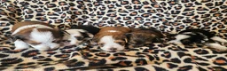 Yorkshire Terrier dogs for sale: DNA tested parents Biewer and Ocean Pearl puppies - Advert 3