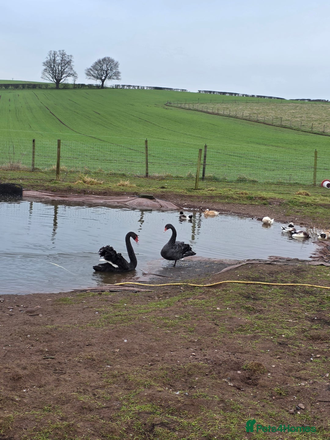 Waterfowl poultry for sale: Pair as black swans for sale - Advert 1