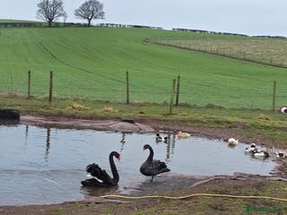 Waterfowl poultry Pair as black swans for sale - Advert 6