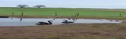 Waterfowl poultry for sale: Pair as black swans for sale - Advert 1