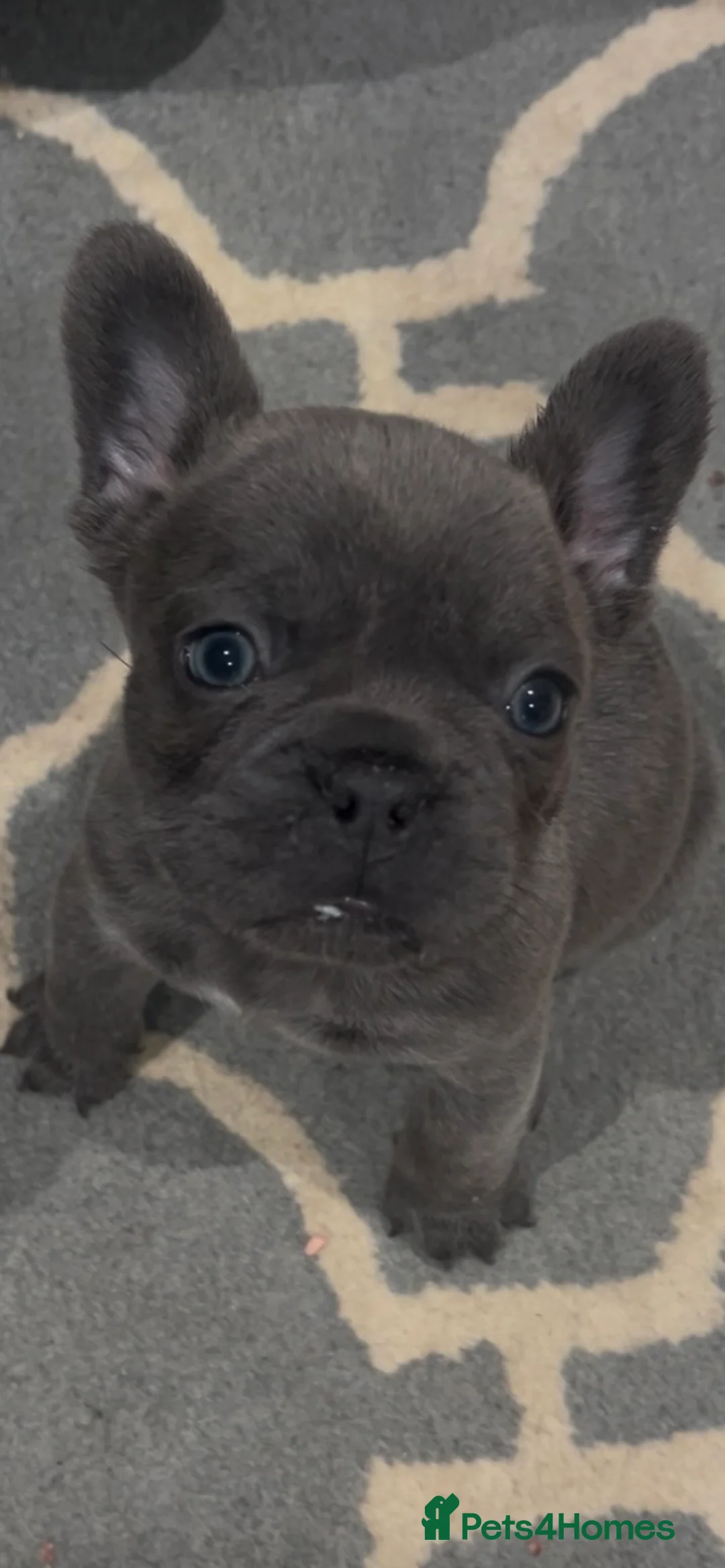 French Bulldog dogs for sale: Gorgeous KC Reg Blue and Lilac Frenchies Babies - Advert 17