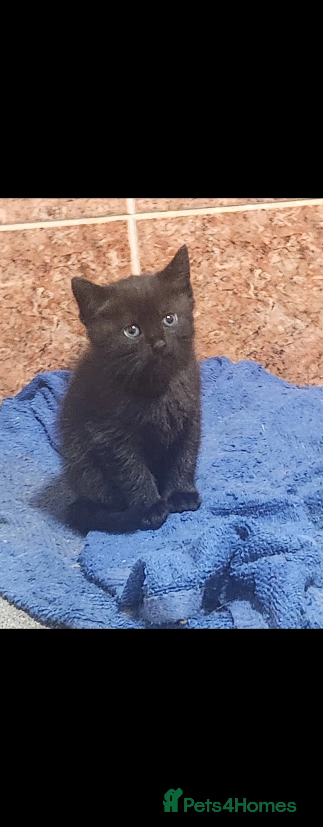 Maine Coon cats for sale: Stunning coon mix kittens available - Advert 2