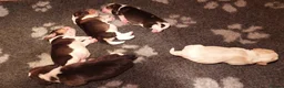 Beagle dogs for sale: RKC health tested, family reared puppies for sale in Leek - Advert 5