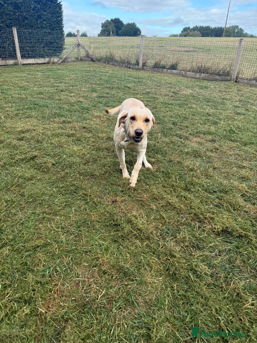 Labrador Retriever dogs for sale: 18 month old female labrador - Image 9