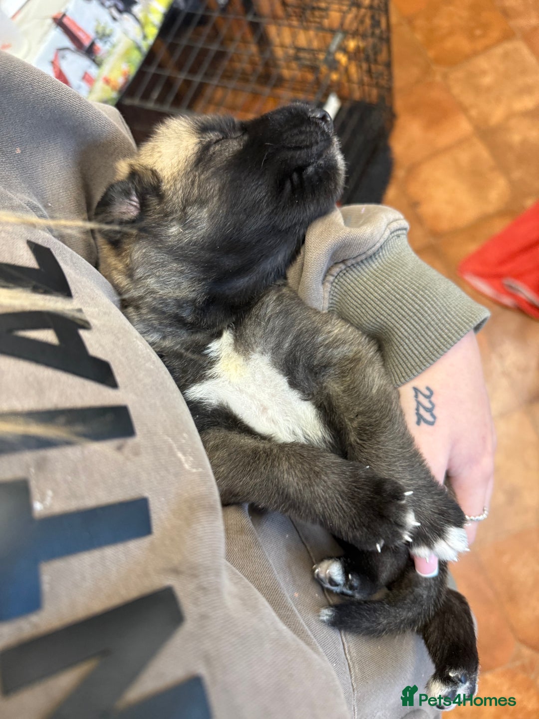 Irish Wolfhound dogs for sale: Bred From Extensively Health Tested Parents - Advert 12