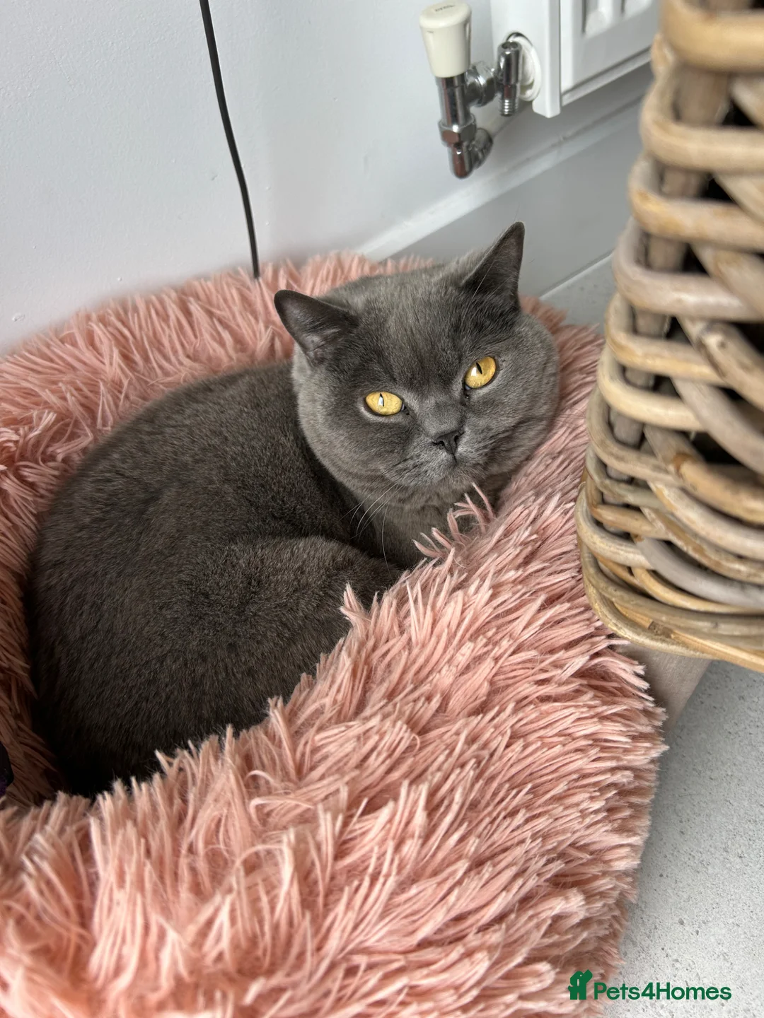 British Shorthair cats for sale: BSH boy for rehoming - Advert 2