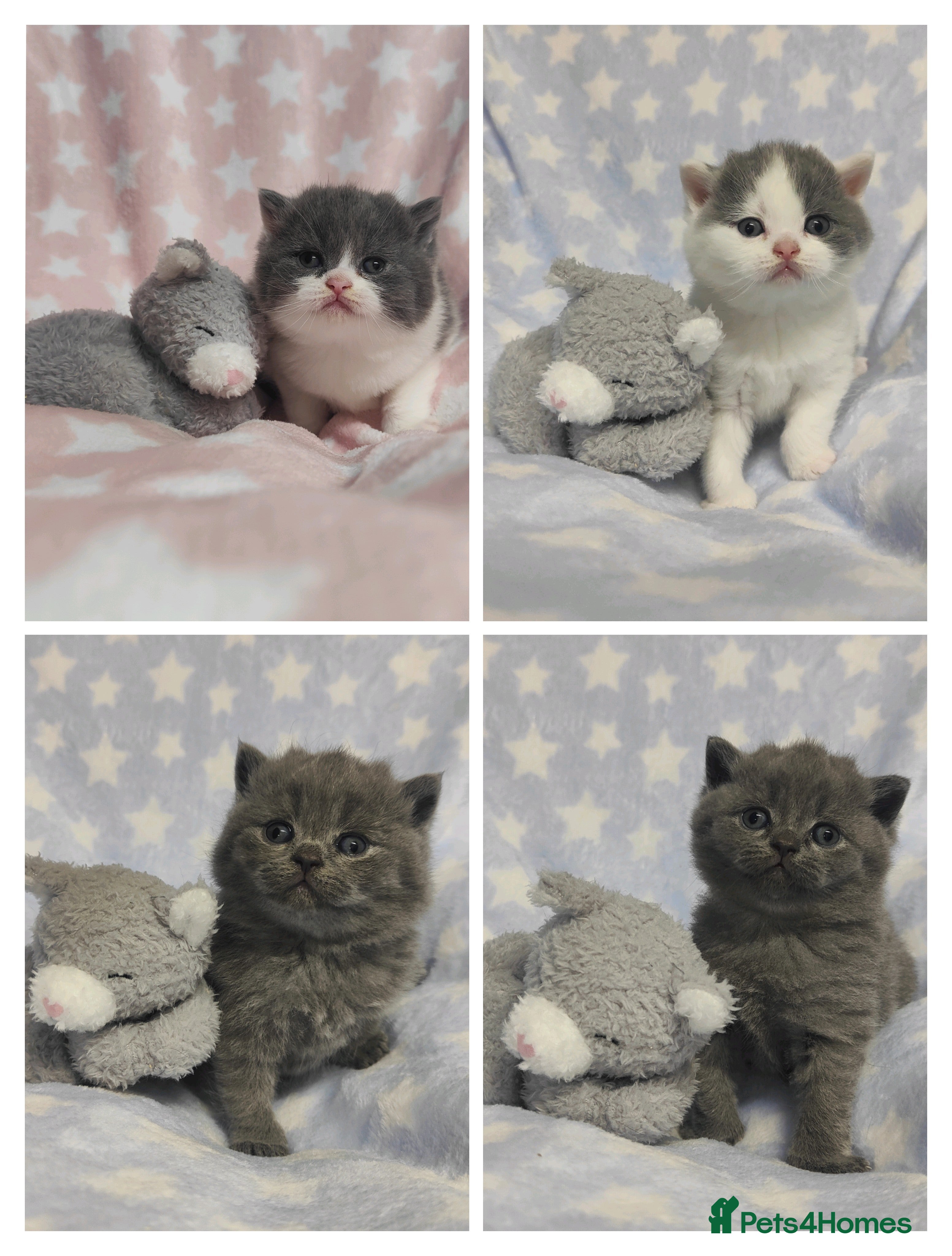 British Shorthair cats GCCF REGISTERED CHUNKY BRITISH SHORTHAIR KITTENS - Advert 1